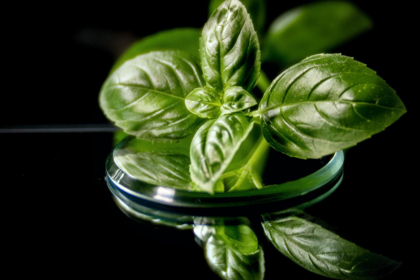 CAIPIROVSKA STRAWBERRY-BASIL